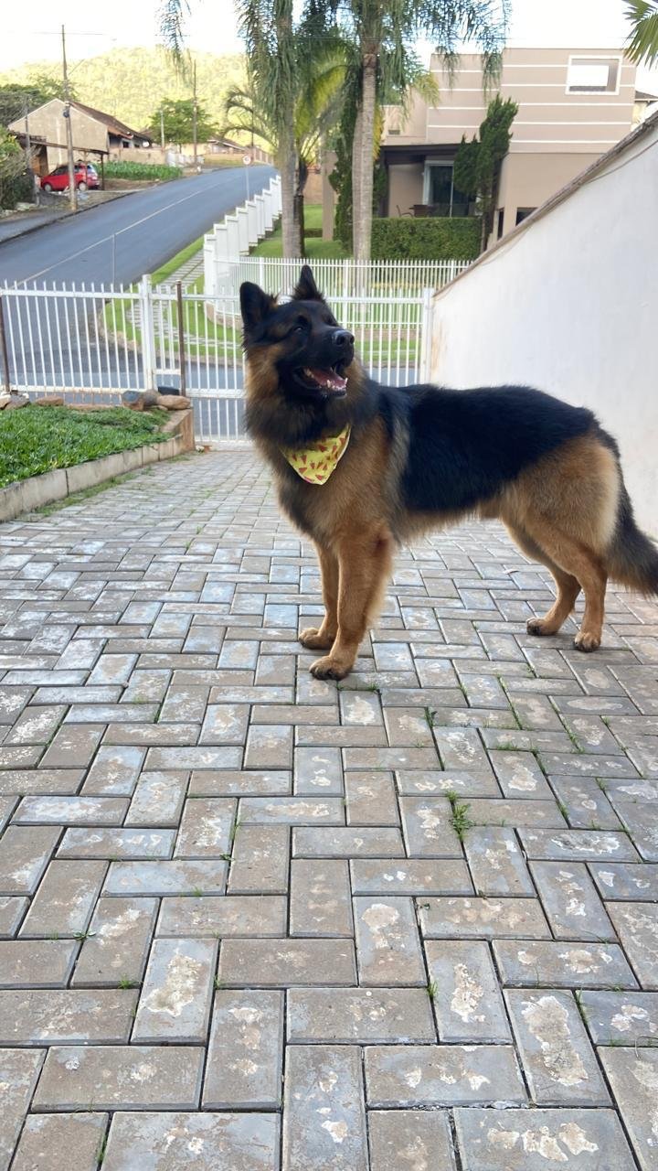 Pastor Alemão - Nossa Genética